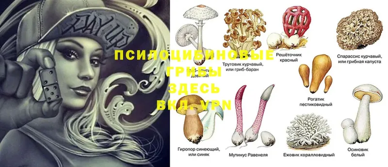 Псилоцибиновые грибы MAGIC MUSHROOMS  где можно купить наркотик  Петровск 